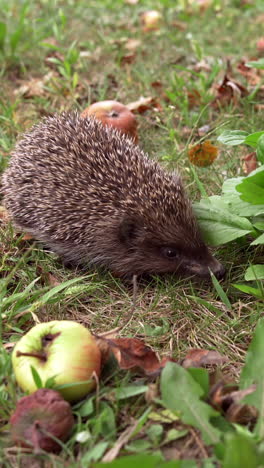 little gray hedgehog in the garden among organic apples. spiky animal is looking for food sniffs on the green grass at daytime. vertical video