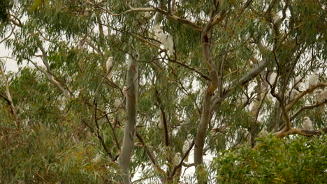 native australian corella flock in plague proportions at a victorian township