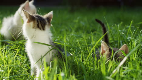 close-up view of three cute kitty car playing and having fun on the green grass in the park