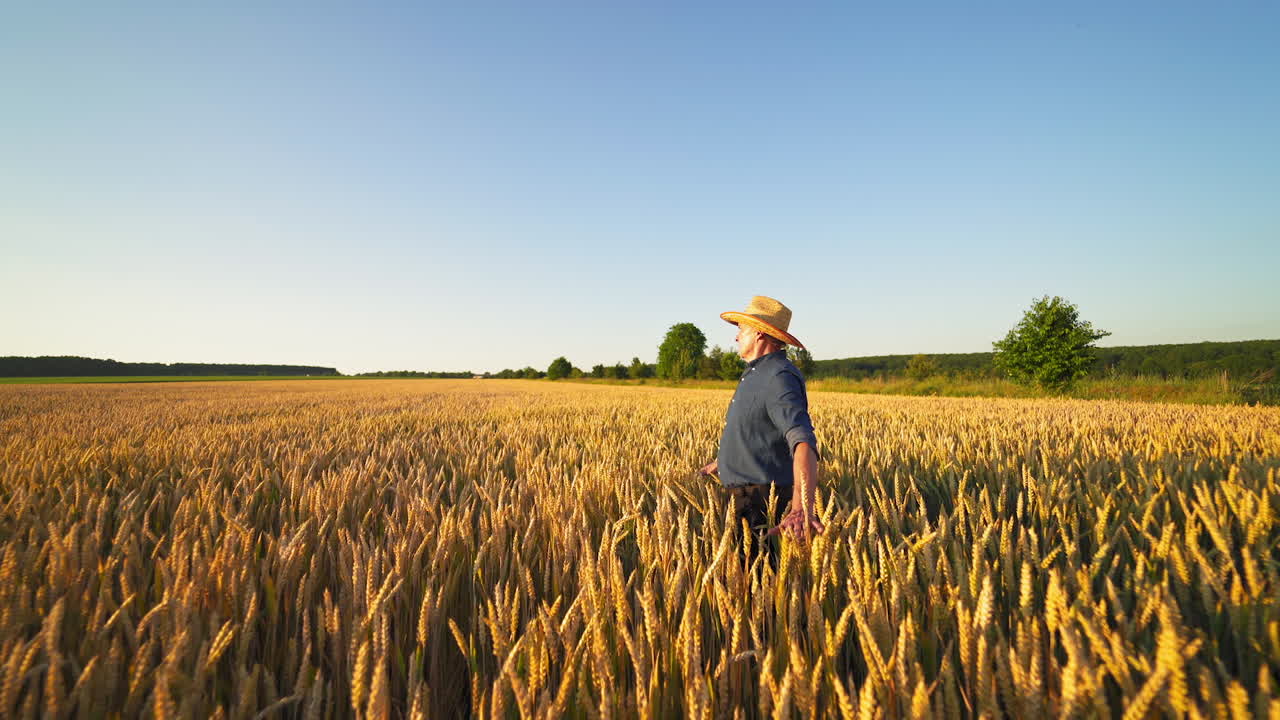 Farmer on agricultural land. Agronomist in straw hat walks on field and touches spikelets of ripe wheat in the farmland at sunset.