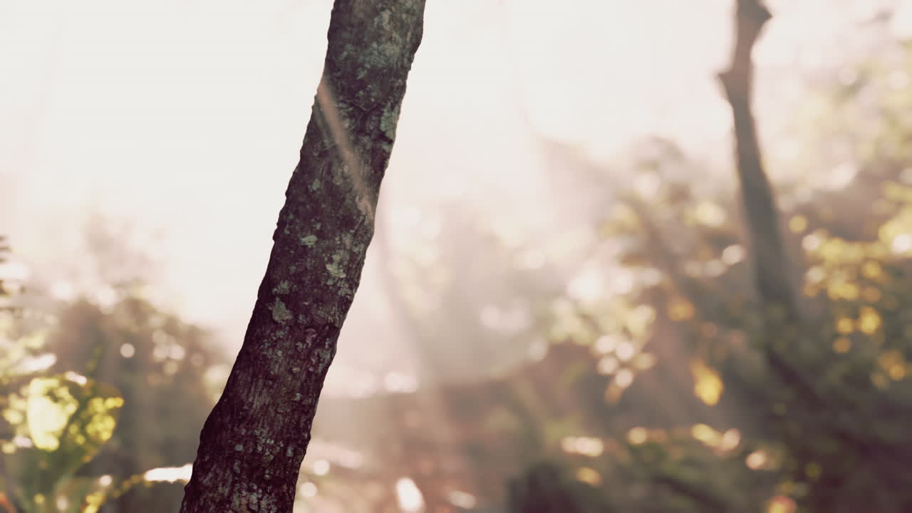 солнце светит в тропический лес.