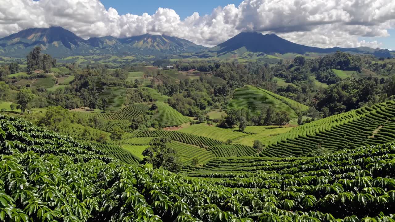 Vista aerea di lussureggianti piantagioni di tè verde con montagne sullo sfondo, che cattura una scenografica