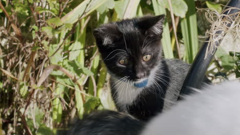 Two-kittens-playing-in-a-garden-on-a-sunny-day,-slow-motion-among-plants