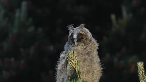 young long eared owl - owlet sit on coniferous tree while looking in the distance on its habitat