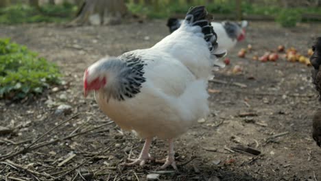 Hens-walking-outside,-small-backyard-chicken-coop