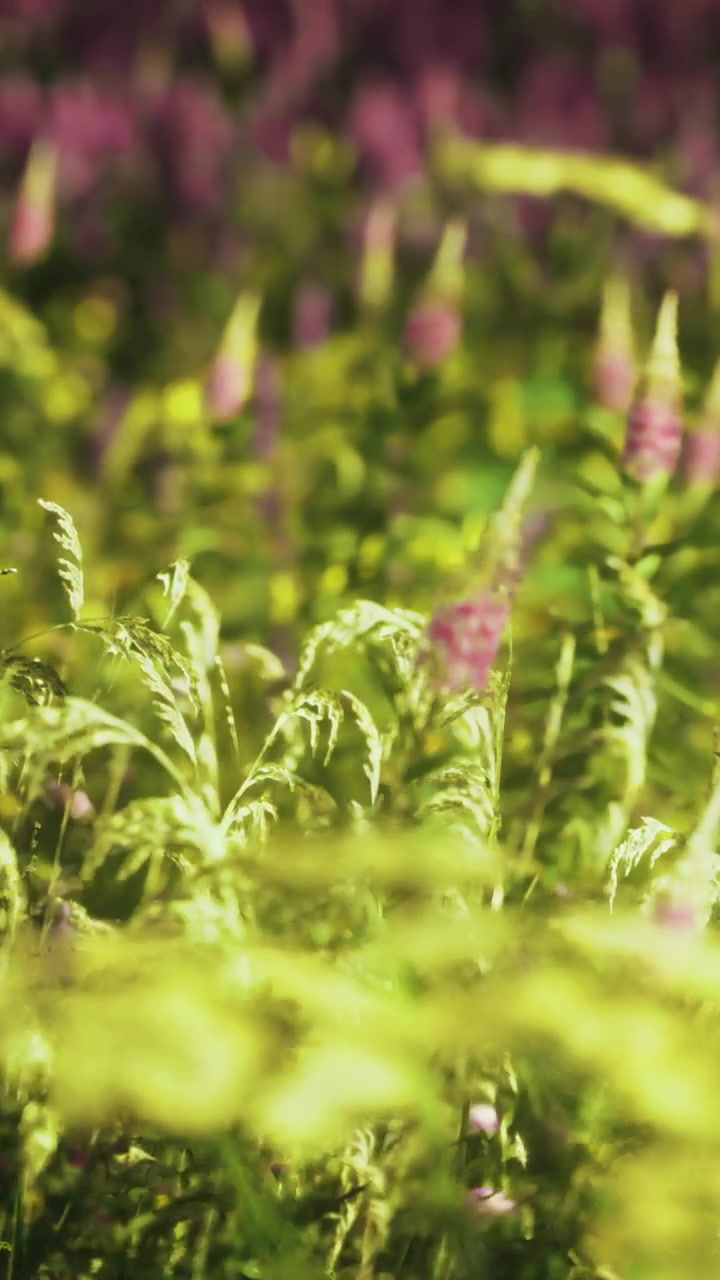 Erba verde lussureggiante ondeggia dolcemente nella soffice luce mattutina di un prato vibrante.