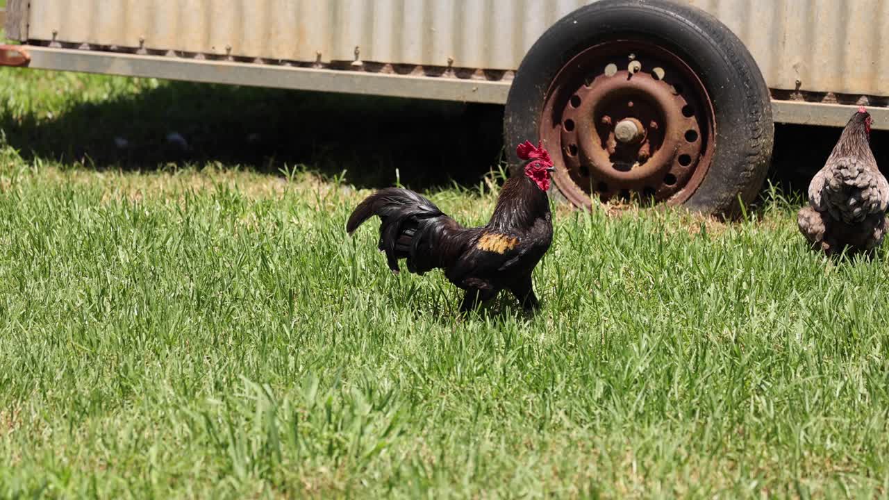 gallo y gallinas vagando cerca de una rueda oxidada
