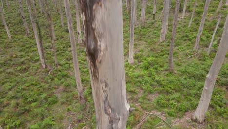 ascending shot by trunk of very tall tree during day in boranup forest, australia