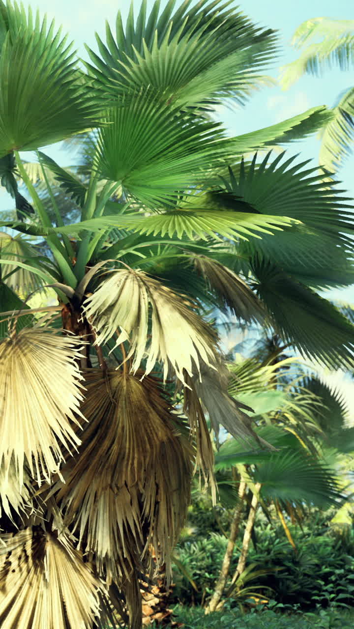 Lush tropical landscape showcasing diverse palm trees and foliage