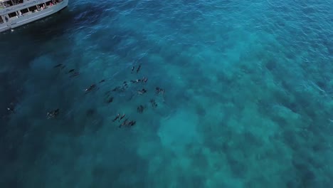 tourist-admire-pod-of-dolphins-swim-peacefully-in-tropical-blue-waters