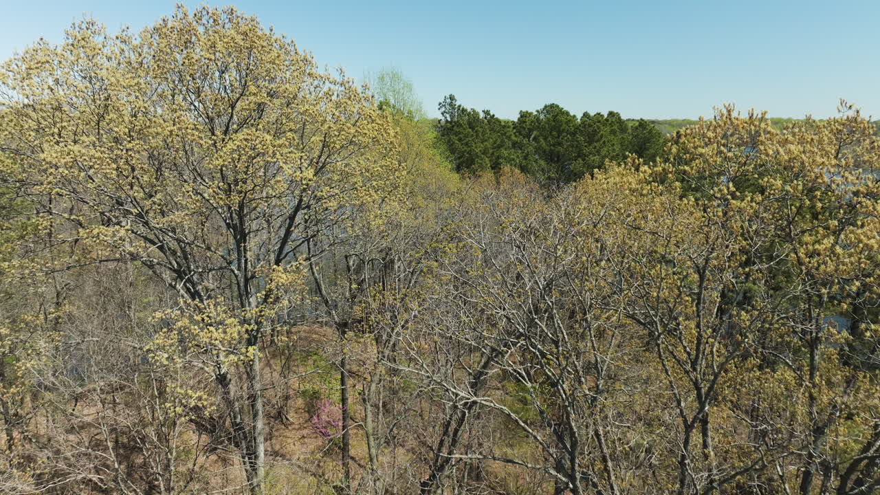 미국 테네시 주 글렌 스프링스 호수를 둘러싼 벌거벗은 나무 - 공중 드론 촬영