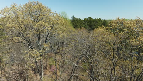 Bare-Trees-Surrounding-Glen-Springs-Lake-In-Tennessee,-United-States---Aerial-Drone-Shot