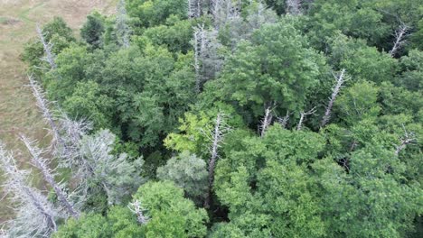 Östliche-Hemlocktanne-Oder-Carolina-Hemlocktanne-Abgestorbene-Bäume-Entlang-Des-Blue-Ridge,-Gleich-Neben-Dem-Blue-Ridge-Parkway-In-Der-Nähe-Von-Aho-Und-Sampson,-North-Carolina,-Nicht-Weit-Von-Boone-And-Blowing-Rock,-North-Carolina,-North-Carolina