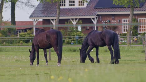 a-couple-two-horses-are-grazing-on-the-field-of-ranch-farm-in-a-village-rural-place-at-the-sunny-daytime