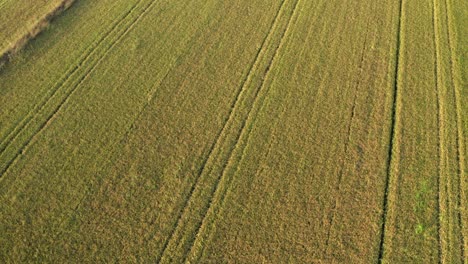 beautiful drone view of rice fields north of italy,lombardy