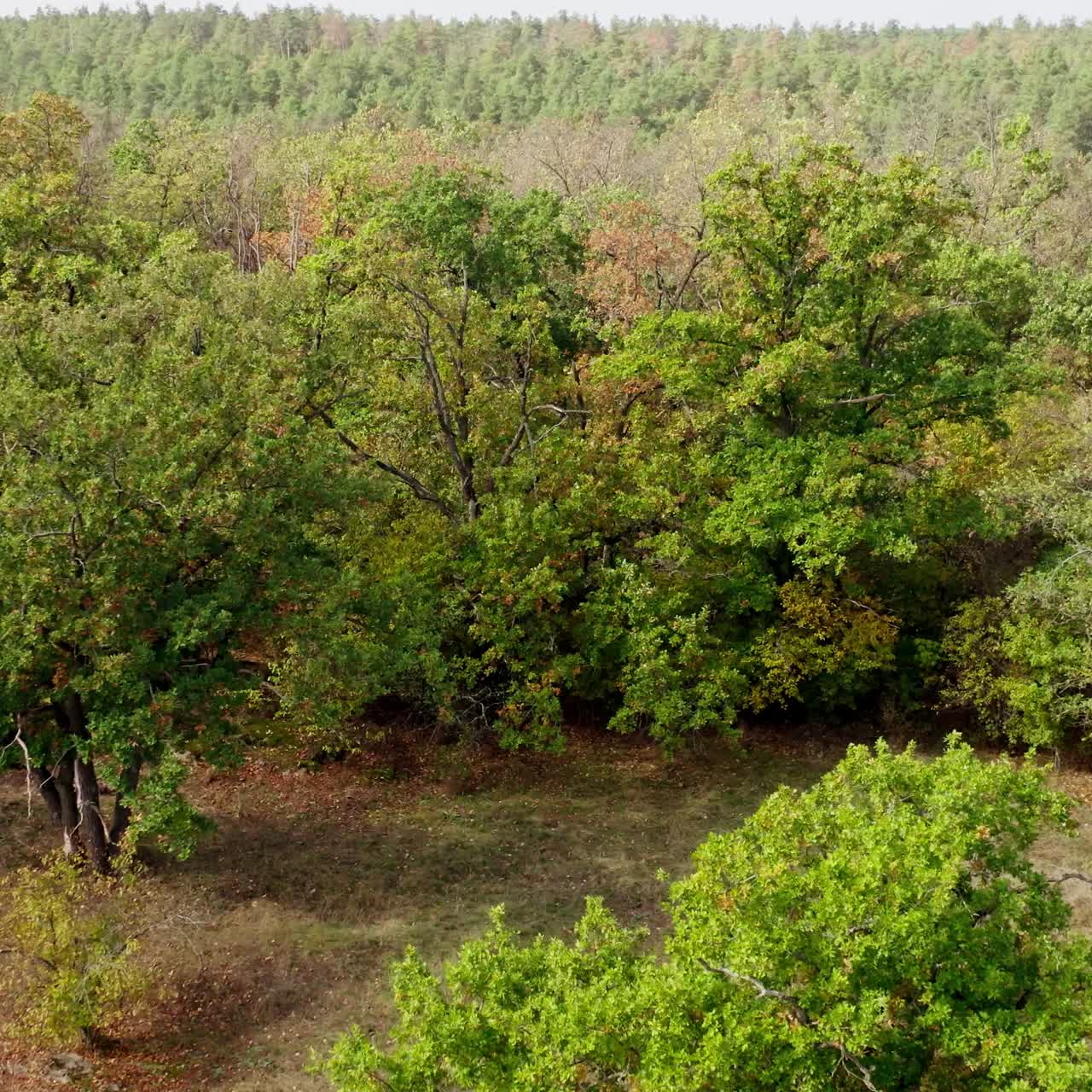 Old trees on the meadow. Forest with trees in a sunny autumn day. Nature background. Colorful landscape of nature. Peaceful woodland. Aerial view.