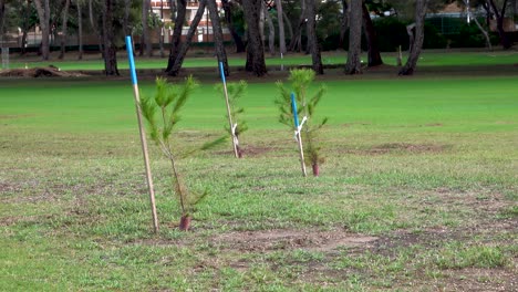 Small-newly-planted-pine-trees-obstacle-course-golf-course