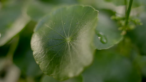 greenery umbrella shape leaf of water pennyworth with rain drops