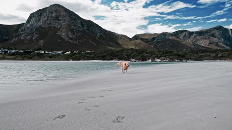 Dogs-on-the-beach-with-spectacular-mountains-in-the-distance