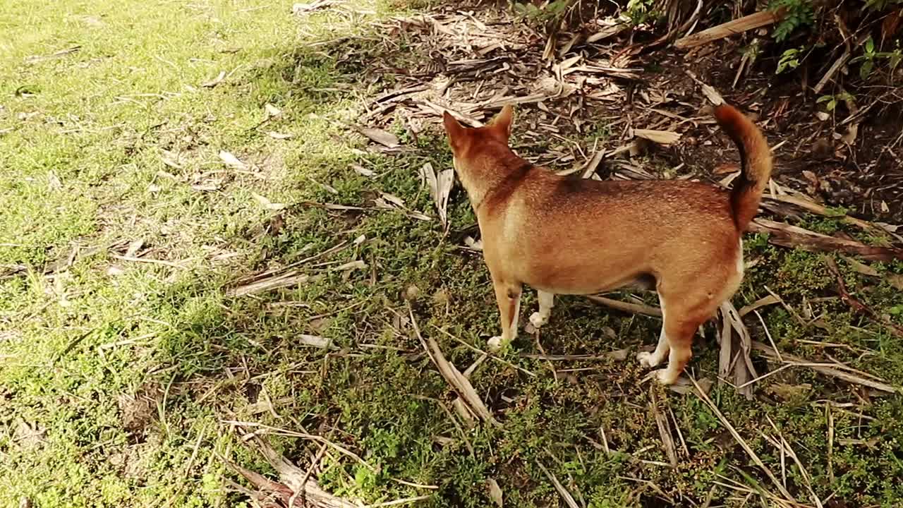 un lindo perro gordo marrón mirando a su alrededor durante un paseo por el prado en una tarde de otoño temprano, vida rural sincera