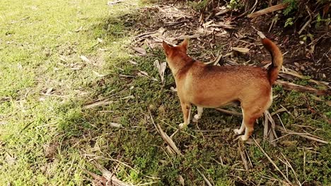 A-cute-brown-fat-dog-looking-around-during-a-walk-in-the-meadow-on-an-early-autumn-afternoon,-candid-rural-life