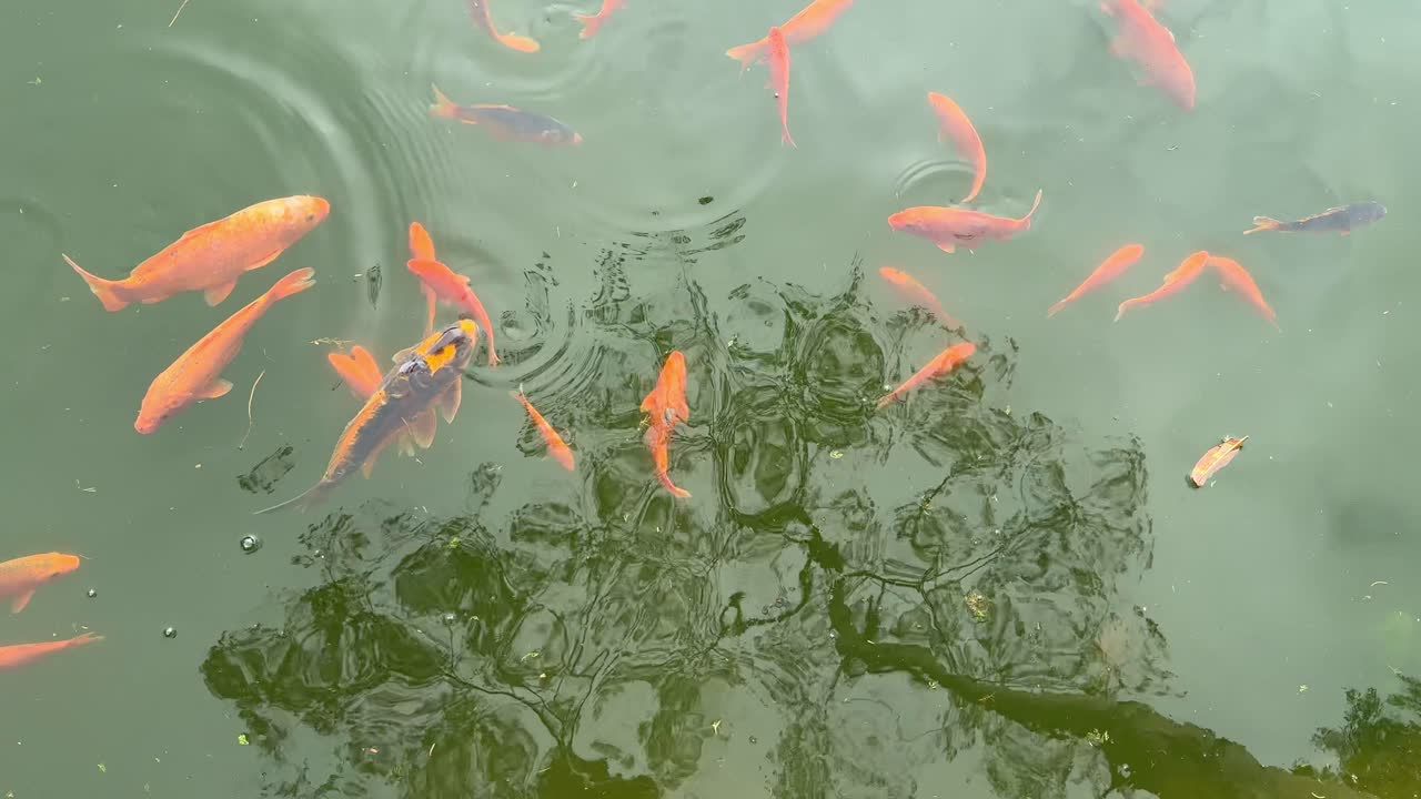 Colorful koi fish swimming gracefully in a clear pond with gentle ripples on the water surface. Peaceful aquatic scene representing harmony and tranquility in nature