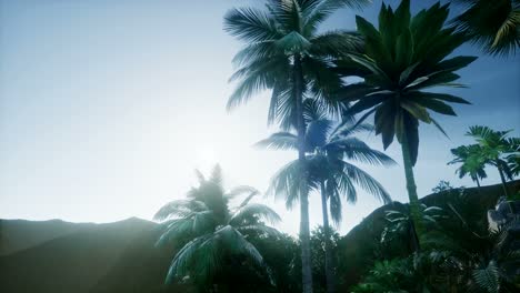 Mountain-and-Field-Landscape-with-Palms