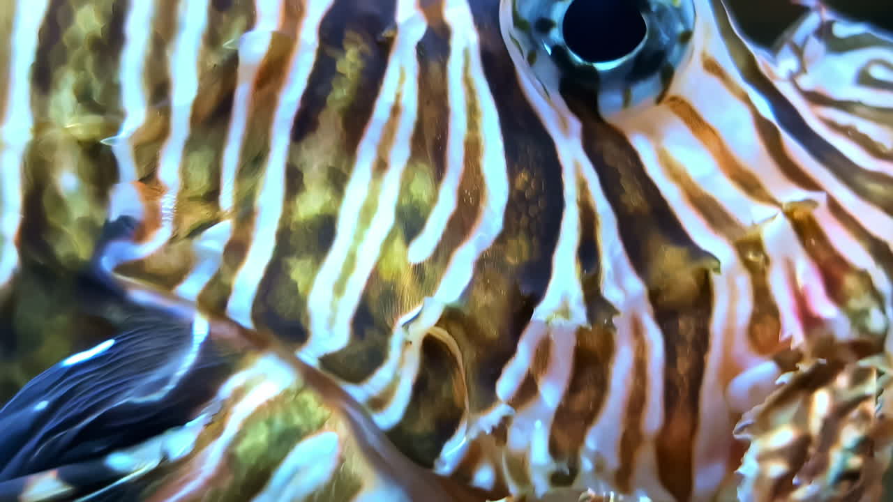Close-up do rosto e detalhe do olho de um peixe-leão com listras coloridas