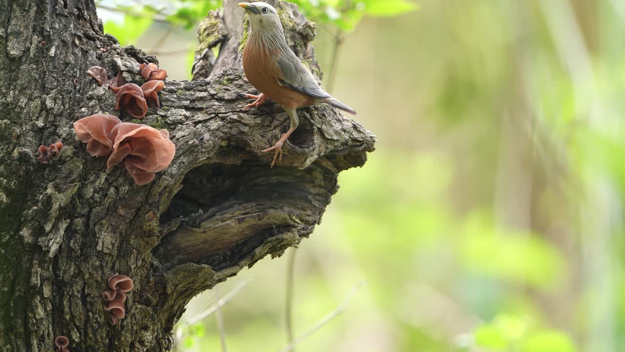 A tender moment as a parent bird feeds its chick in the nest.Captured in the wild, this scene highlights bird behavior, nurturing, and life in natural habitats. Perfect for nature or wildlife footage