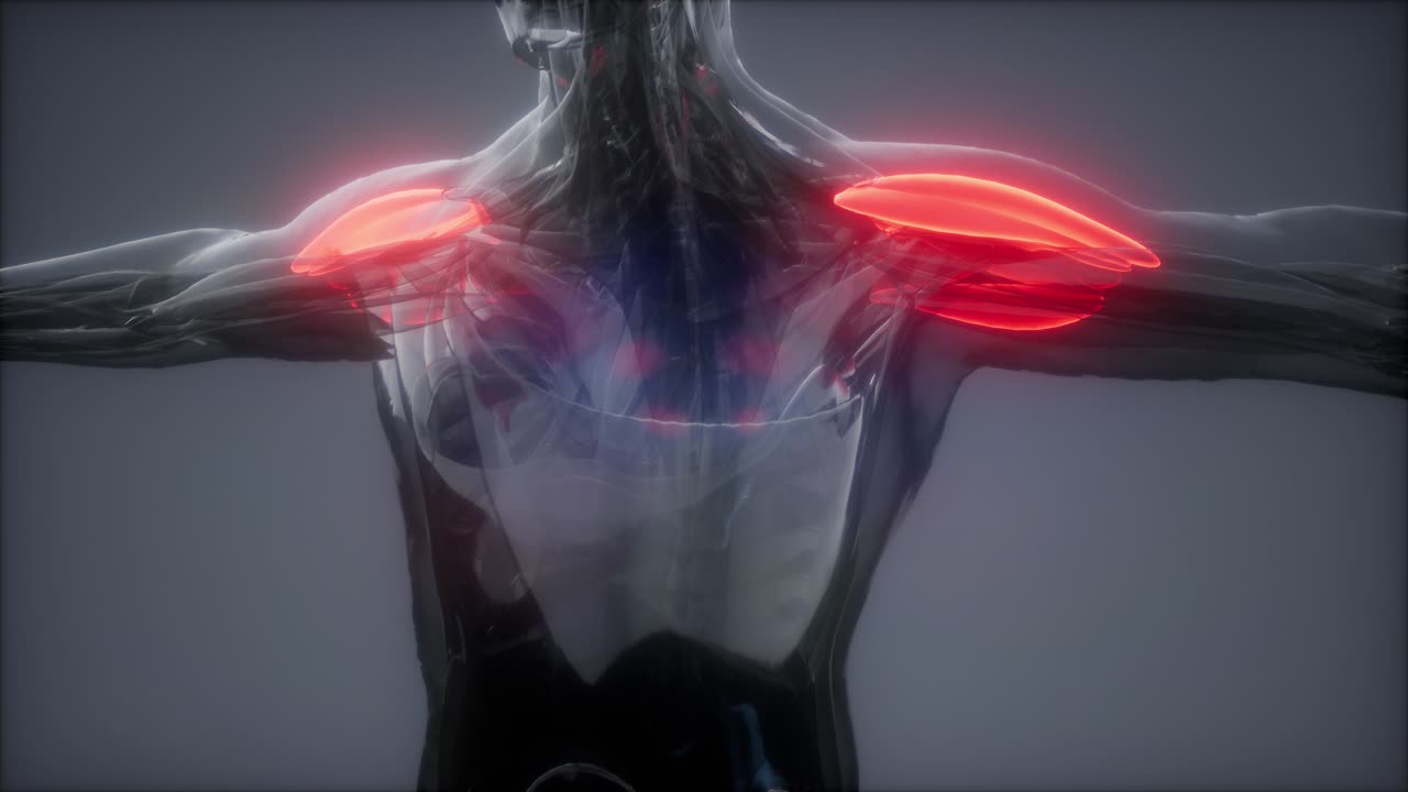 карта видимой анатомии дельтоидной мышцы