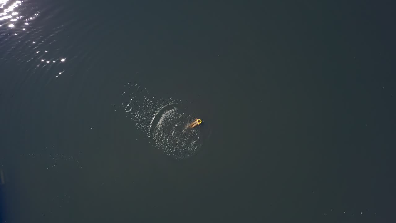 Happy little child in yellow life vest swimming alone on his back in the calm river. Teenage boy wearing safety waistcoat cheerfully swimming. Aerial view. Motion bottom up