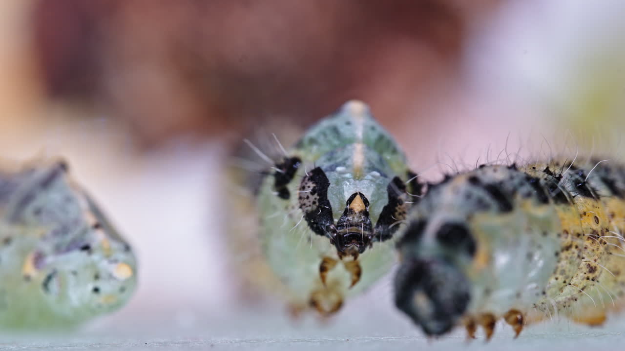 Close-up of Pieris brassicae caterpillar in peaceful natural setting