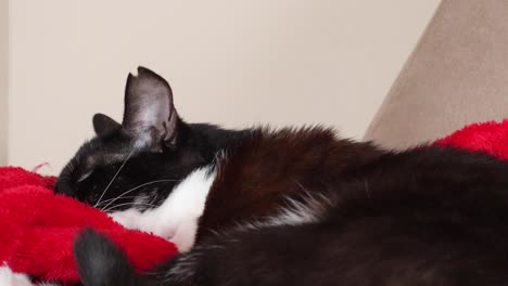 primer plano de un gato bicolor durmiendo en una manta roja dentro de la casa - primer plano