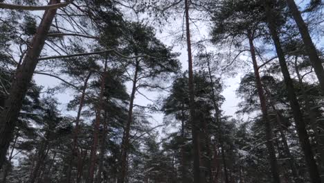 panning up shot of a tall pine forest covered in snow during winter with nobody