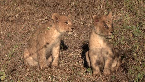 dos pequeños cachorros de león se sientan juntos en el arbusto mirando a su alrededor