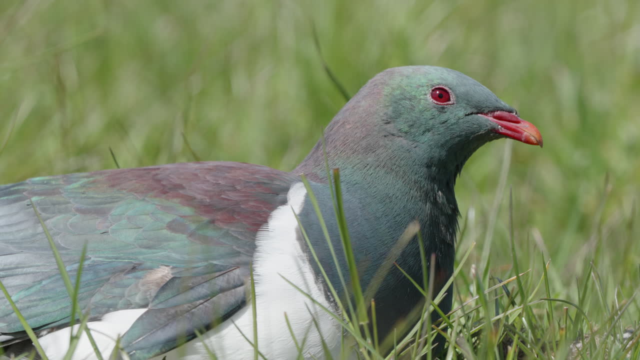 paloma kereru descansando en la hierba verde - de cerca