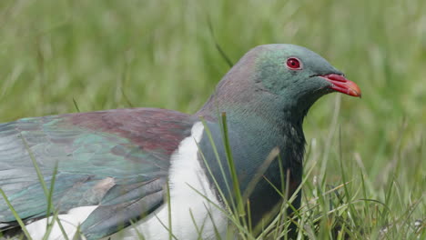 kereru duif rustend op groen gras - close-up