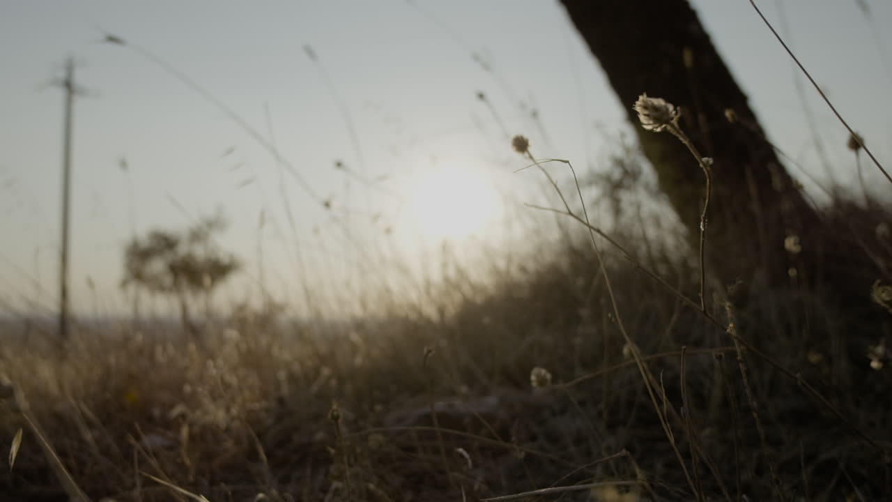 Sunset over a field of tall grass