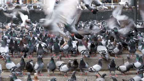 una bandada de palomas comiendo pan al aire libre en la calle de la ciudad