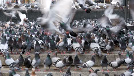 flock of pigeons eating bread outdoors in the city street