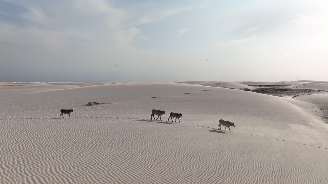 Herd of cattle follow single path walking along the crest of a dune in Lencois Maranhenses, Brazil, under soft light