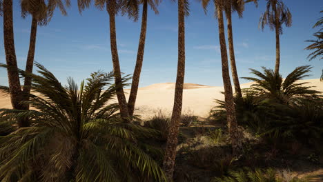 Oase-In-Den-Marokkanischen-Wüstendünen