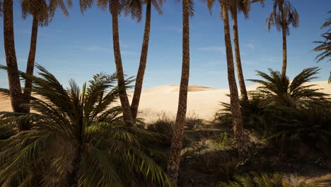 oasis at the moroccan desert dunes