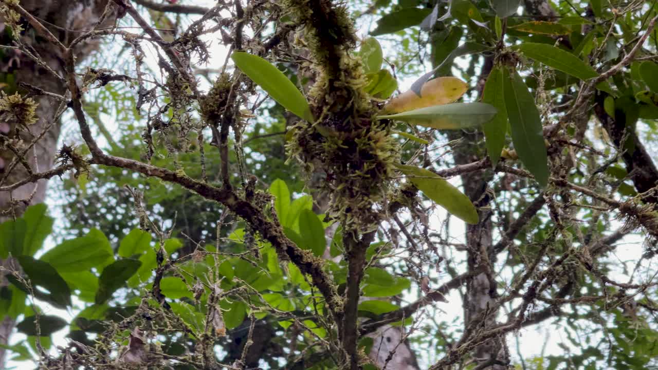 A vibrant bird perches among moss-covered branches in a dense rainforest, captured with natural lighting and a steady camera