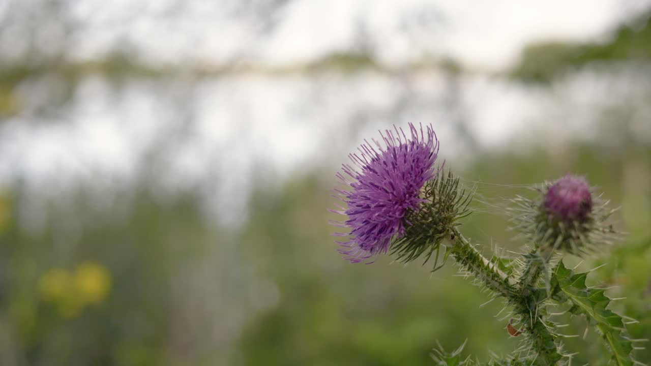 las flores de cardo se balancean en una brisa ligera con un fondo borroso
