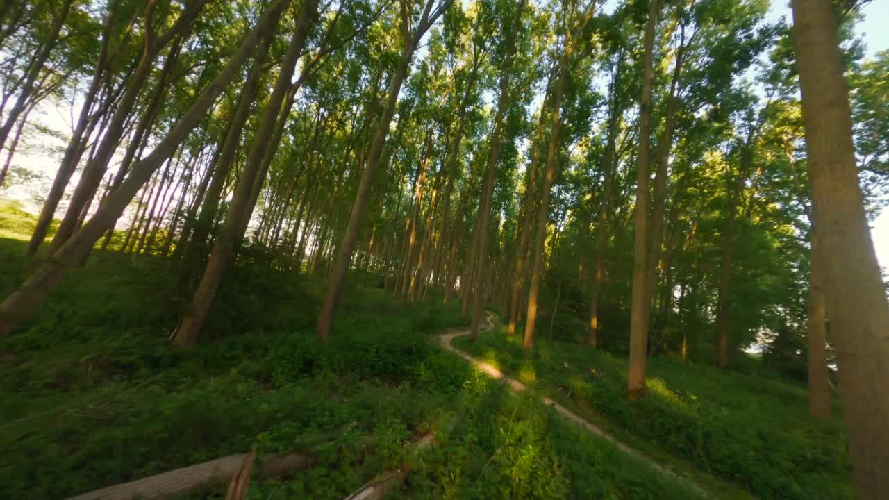 Aerial drone flight along empty trail in lush green forest