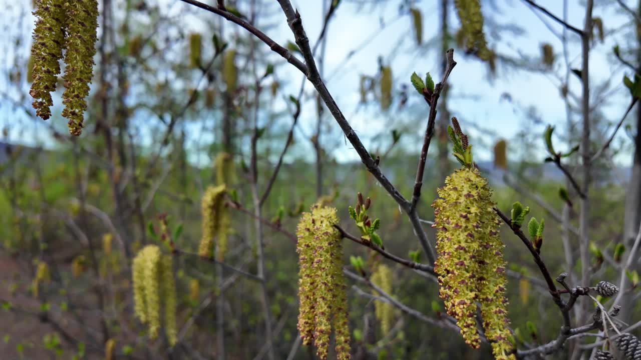 los gatitos se ven florecer en los árboles en un entorno forestal tranquilo, con cielos azules claros y follaje verde fresco que rodea la zona en un hermoso día de primavera