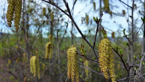 catkins are seen blooming on trees in a tranquil forest setting, with clear blue skies and fresh green foliage surrounding the area on a beautiful spring day