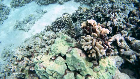 tropical reef fish dart in and out of coral heads