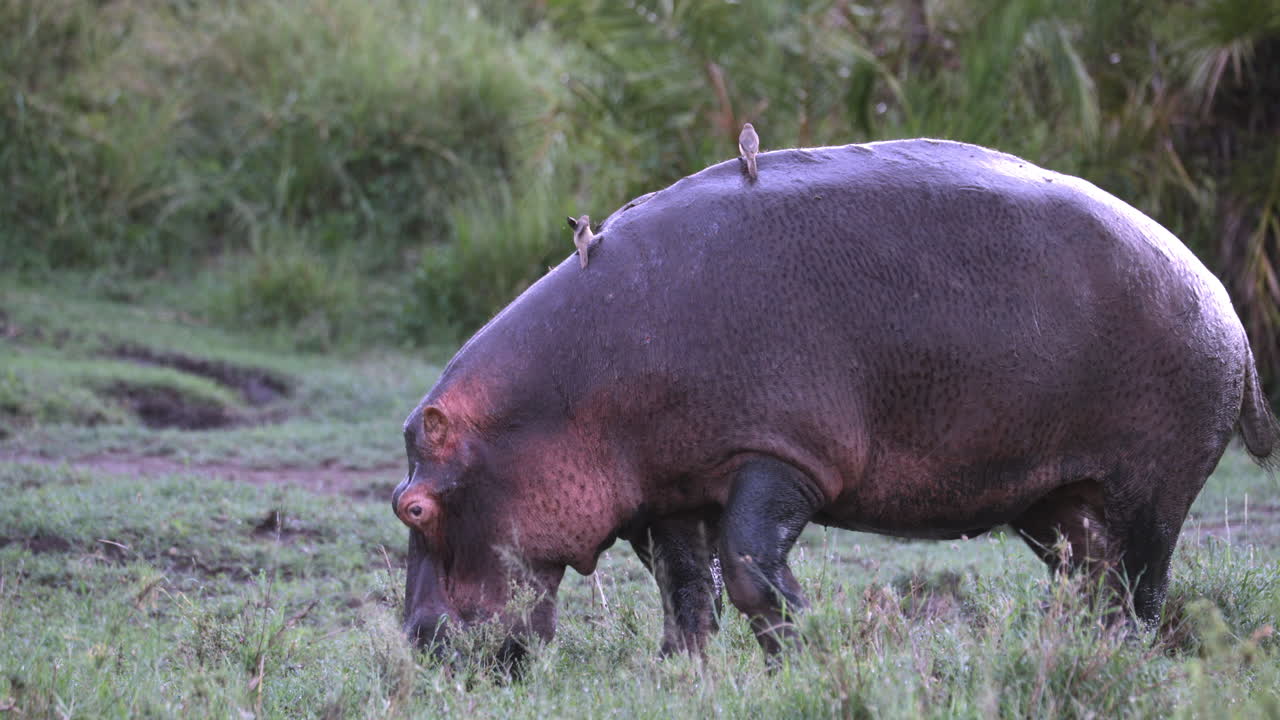 Single Hippopatamus grazing with Oxpecker on back, runs off